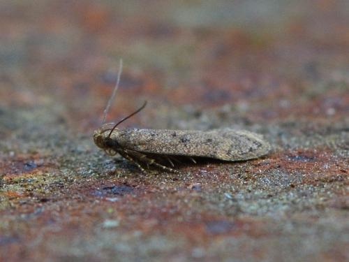 Réf. 359 474 : Bryotropha sp.
